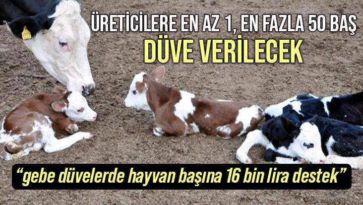 Üreticilere En Az 1, En Fazla 50 Baş Düve Verilecek