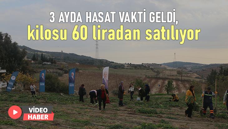 3 Ayda Hasat Vakti Geldi, Kilosu 60 Liradan Satılıyor