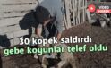 30 köpek saldırdı gebe koyunlar telef oldu