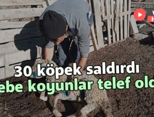 30 Köpek Saldırdı Gebe Koyunlar Telef Oldu