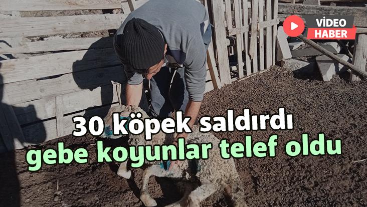 30 Köpek Saldırdı Gebe Koyunlar Telef Oldu