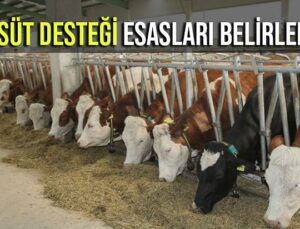 Çiğ Süt Desteği Esasları Belirlendi