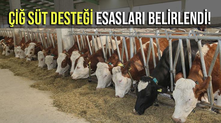 Çiğ Süt Desteği Esasları Belirlendi