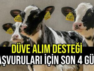 Düve Alım Desteği Başvuruları Için Son Dört Gün