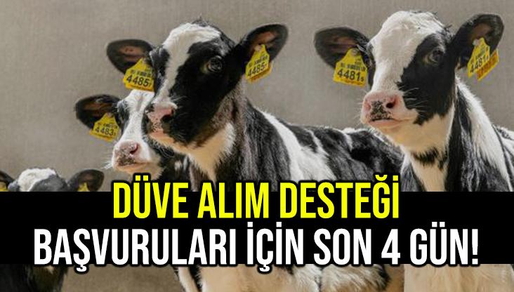 Düve Alım Desteği Başvuruları Için Son Dört Gün