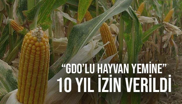 Gdo’Lu Hayvan Yemine 10 Yıl Izin Verildi