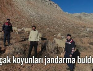 Kaçak Koyunları Jandarma Buldu…