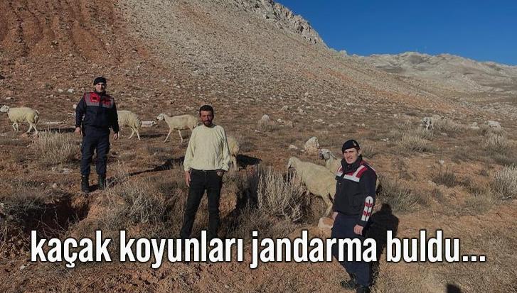 Kaçak Koyunları Jandarma Buldu…