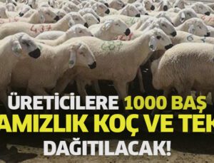 Üreticilere 1000 Baş Damızlık Koç Ve Teke Dağıtılacak