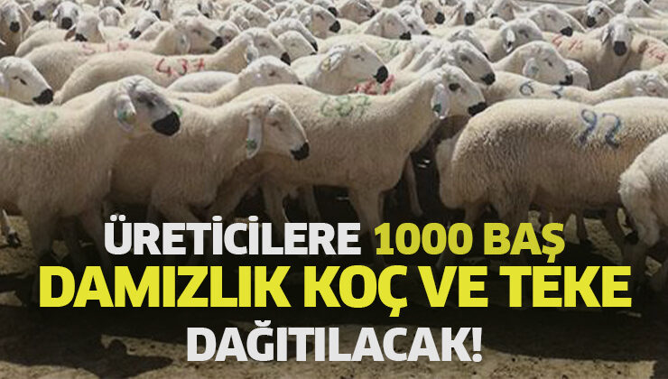 Üreticilere 1000 Baş Damızlık Koç Ve Teke Dağıtılacak