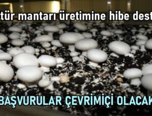 Kültür Mantarı Üretimine Hibe Desteği