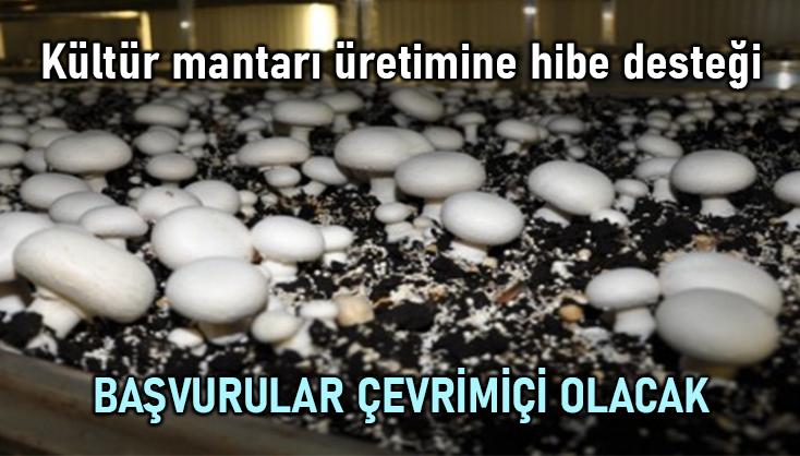 Kültür Mantarı Üretimine Hibe Desteği