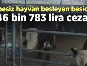 Küpesiz Hayvan Besleyen Besiciye 46 Bin 783 Lira Ceza