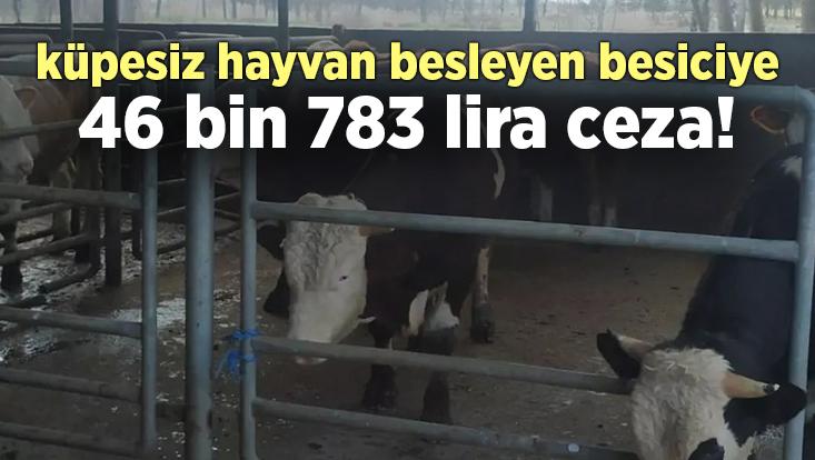 Küpesiz Hayvan Besleyen Besiciye 46 Bin 783 Lira Ceza