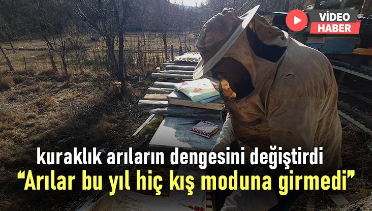 Kuraklık Arıların Dengesini Değiştirdi “Arılar Bu Yıl Hiç Kış Moduna Girmedi”