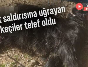 Kurt Saldırısına Uğrayan Keçiler Telef Oldu