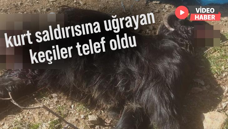 Kurt Saldırısına Uğrayan Keçiler Telef Oldu