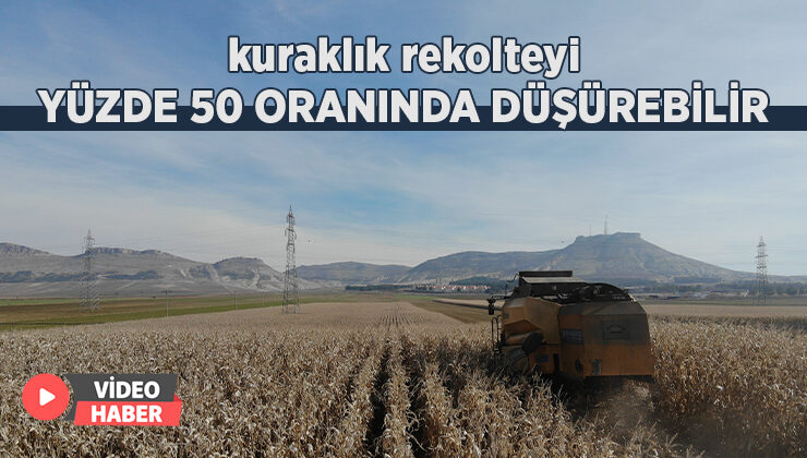 Kuraklık Rekolteyi Yüzde 50 Oranında Düşürebilir