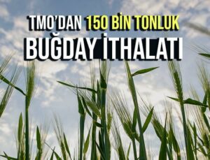 Tmo’dan 150 Bin Tonluk Buğday Ithalatı