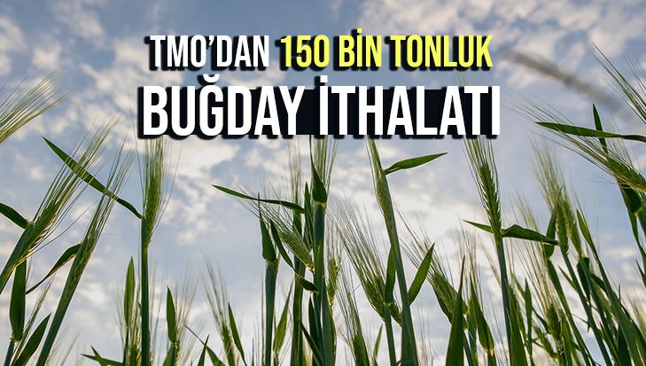 Tmo’dan 150 Bin Tonluk Buğday Ithalatı