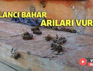 Yalancı Bahar Arıları Vurdu