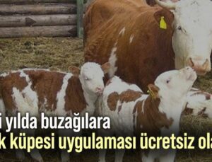 Yeni Yılda Buzağılara Kulak Küpesi Uygulaması Ücretsiz Olacak