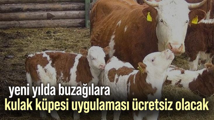 Yeni Yılda Buzağılara Kulak Küpesi Uygulaması Ücretsiz Olacak