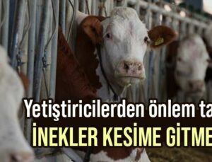 Yetiştiricilerden Önlem Talebi: İnekler Kesi̇me Gi̇tmesi̇n!