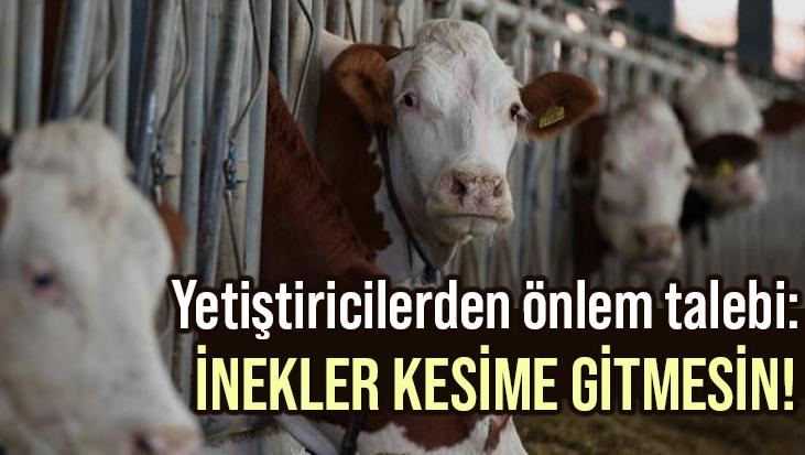 Yetiştiricilerden Önlem Talebi: İnekler Kesi̇me Gi̇tmesi̇n!