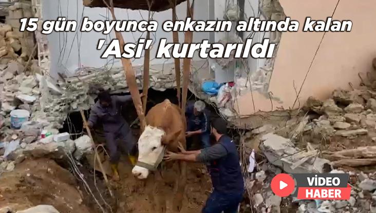 15 Gün Boyunca Enkazın Altında Kalan ‘Asi’ Kurtarıldı