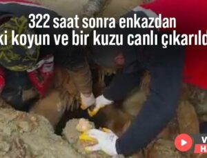 322 Saat Sonra Enkazdan Iki Koyun Ve Bir Kuzu Canlı Çıkarıldı