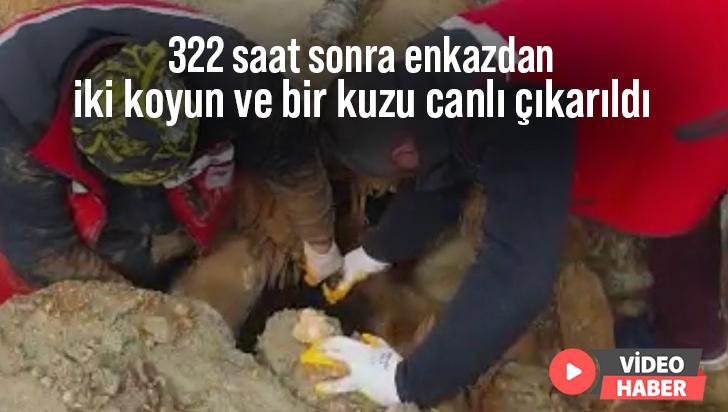 322 Saat Sonra Enkazdan Iki Koyun Ve Bir Kuzu Canlı Çıkarıldı