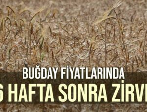 Buğday Fiyatlarında 6 Hafta Sonra Zirve