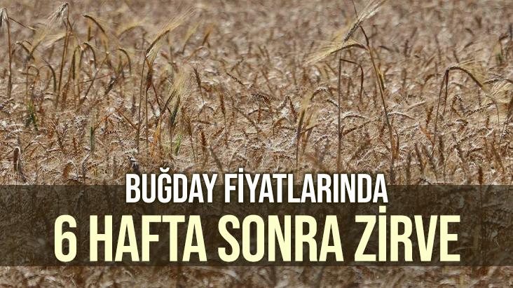 Buğday Fiyatlarında 6 Hafta Sonra Zirve