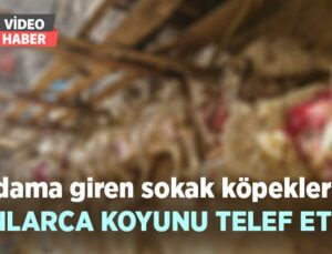 Dama Giren Sokak Köpekleri Onlarca Koyunu Telef Etti