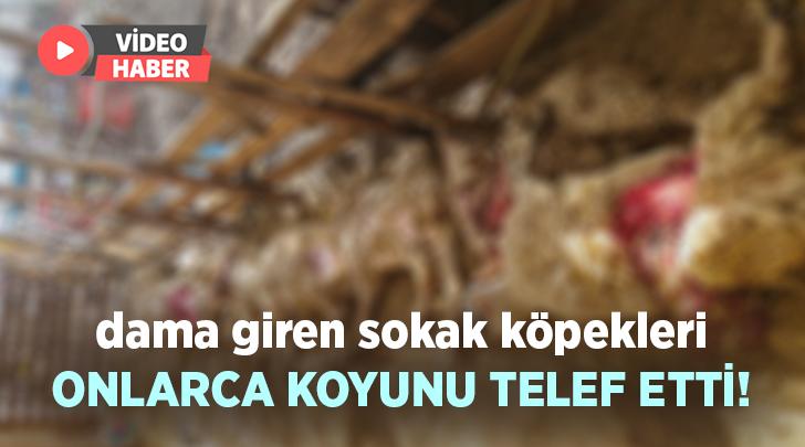 Dama Giren Sokak Köpekleri Onlarca Koyunu Telef Etti