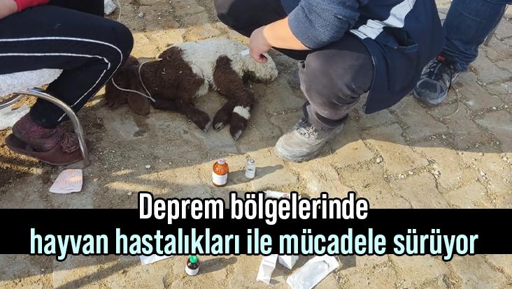 Deprem Bölgelerinde Hayvan Hastalıkları Ile Mücadele Sürüyor