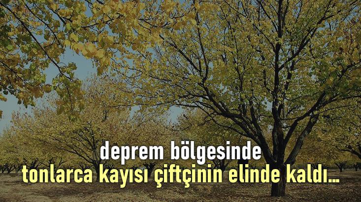 Deprem Bölgesinde Tonlarca Kayısı Çiftçinin Elinde Kaldı