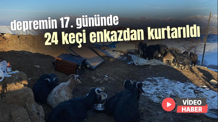 Depremin 17. Gününde 24 Keçi Enkazdan Kurtarıldı