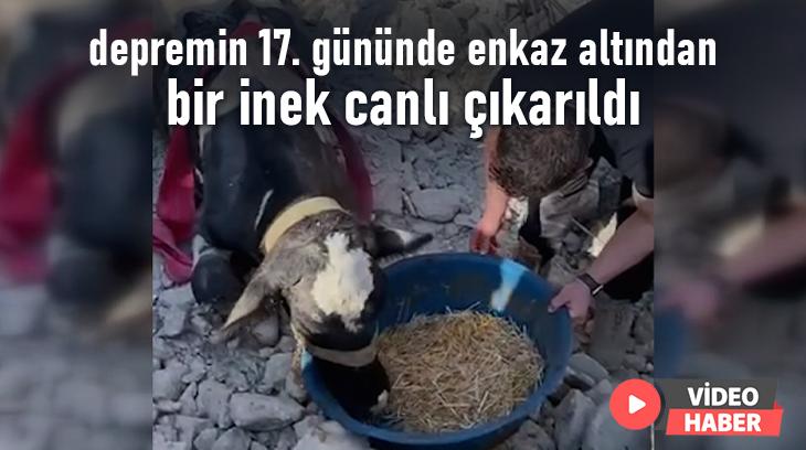 Depremin 17. Gününde Enkaz Altından Bir Inek Canlı Çıkarıldı