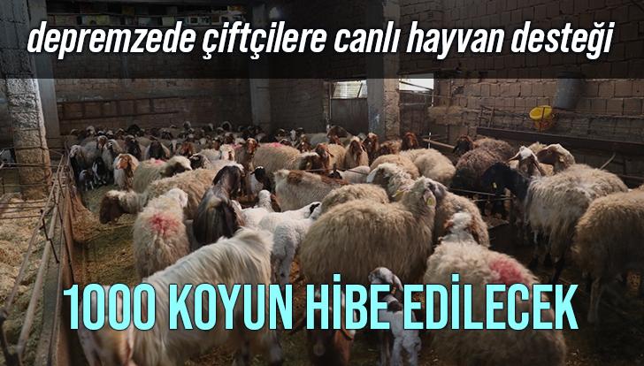 Depremzede Çiftçilere Canlı Hayvan Desteği