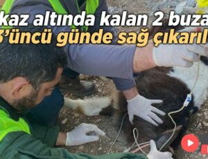 Enkaz Altında Kalan 2 Buzağı, 13’Üncü Günde Sağ Çıkarıldı