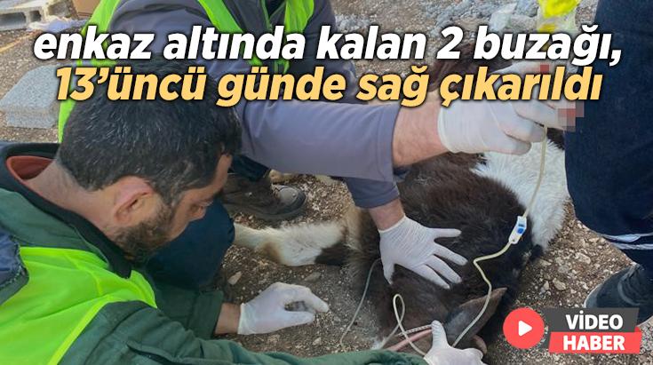 Enkaz Altında Kalan 2 Buzağı, 13’Üncü Günde Sağ Çıkarıldı