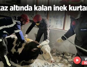 Enkaz Altında Kalan Inek Kurtarıldı