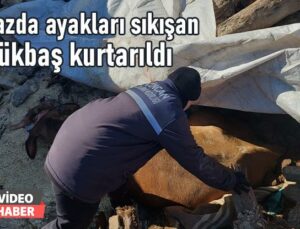 Enkazda Ayakları Sıkışan Büyükbaş Kurtarıldı