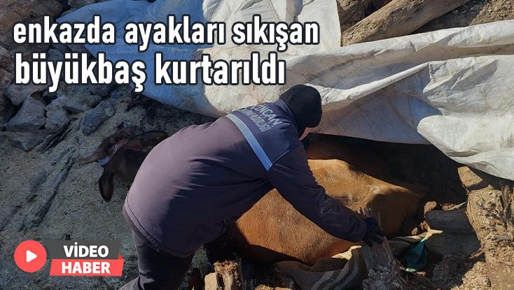 Enkazda Ayakları Sıkışan Büyükbaş Kurtarıldı