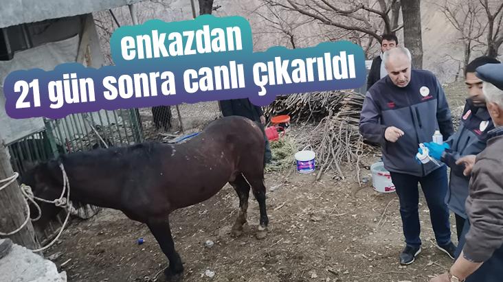 Enkazdan 21 Gün Sonra Canlı Çıkarıldı