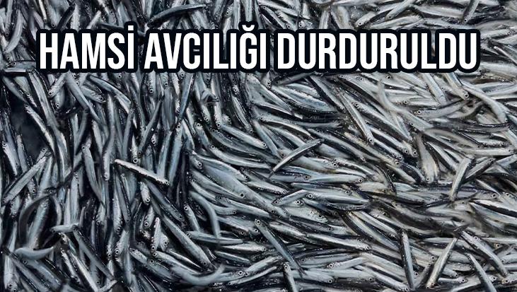 Hamsi Avcılığı Durduruldu  