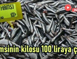 Hamsinin Kilosu 100 Liraya Çıktı