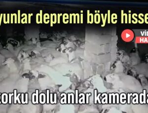 Koyunlar Depremi Böyle Hissetti: Korku Dolu Anlar Kamerada